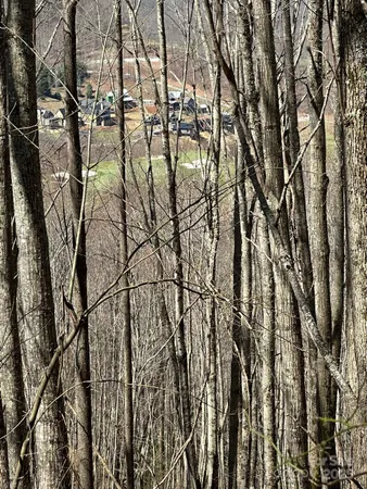 a view of a backyard