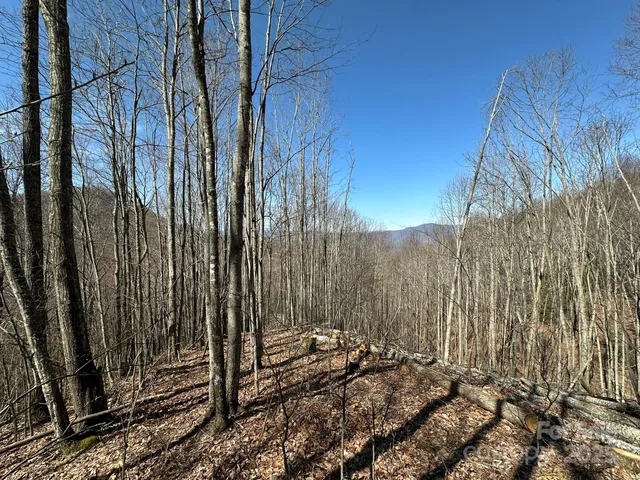 a view of a dry yard