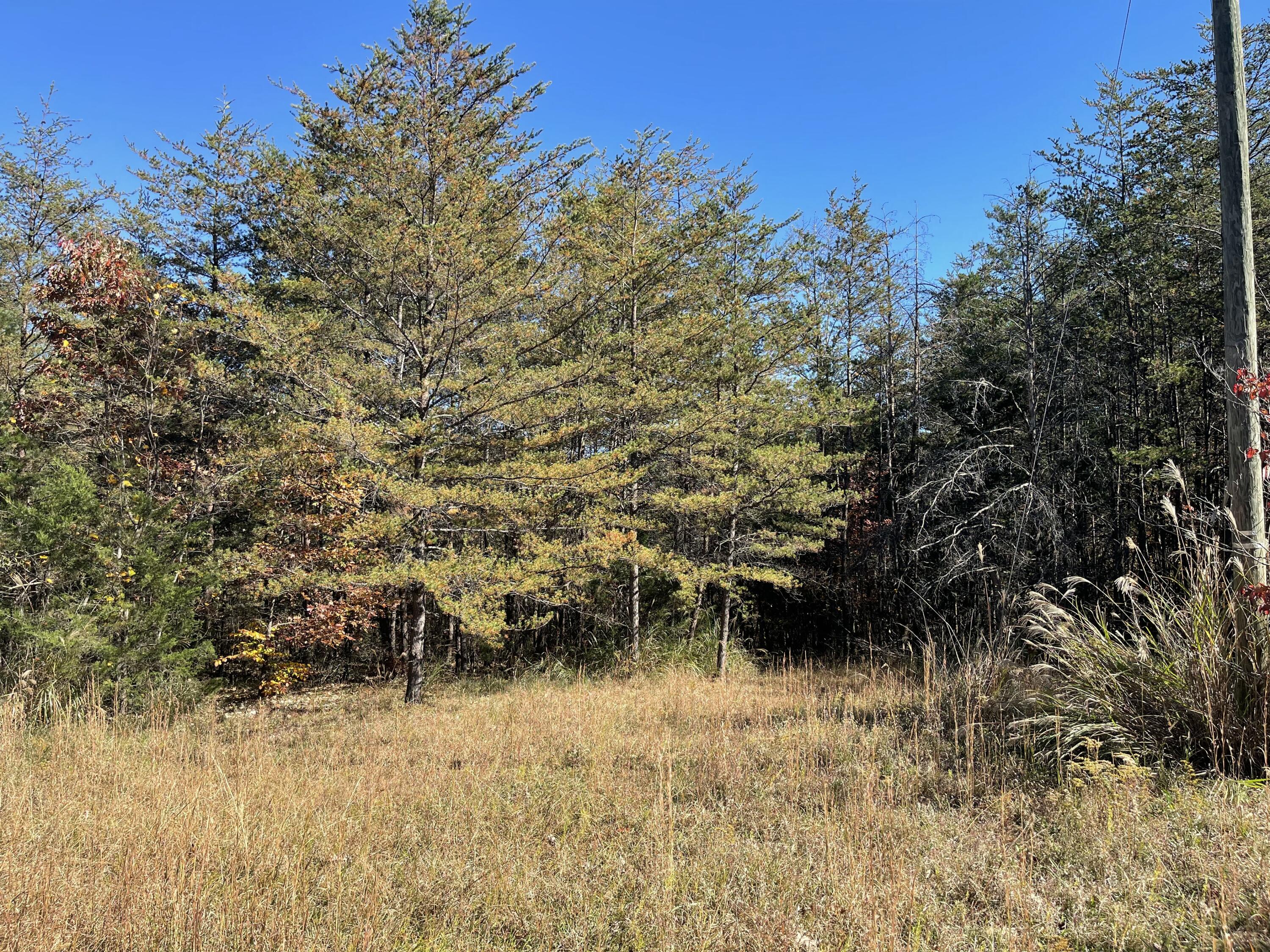0 Knob Church Road Henry, VA 24102 - Photo 3 of 12 a view of a large yard with plants and large trees