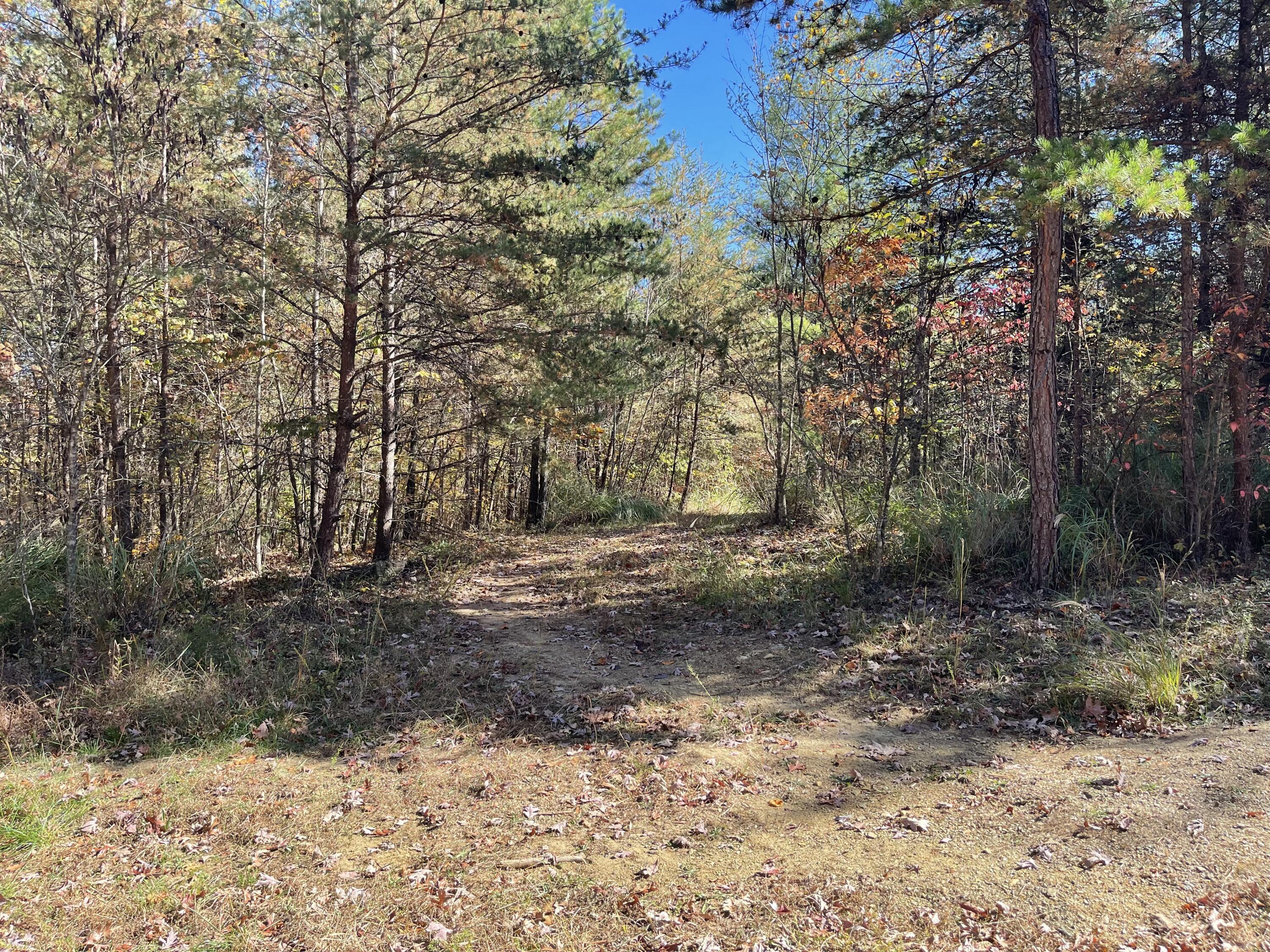 0 Knob Church Road Henry, VA 24102 - Photo 4 of 12 a view of dirt yard with a large tree