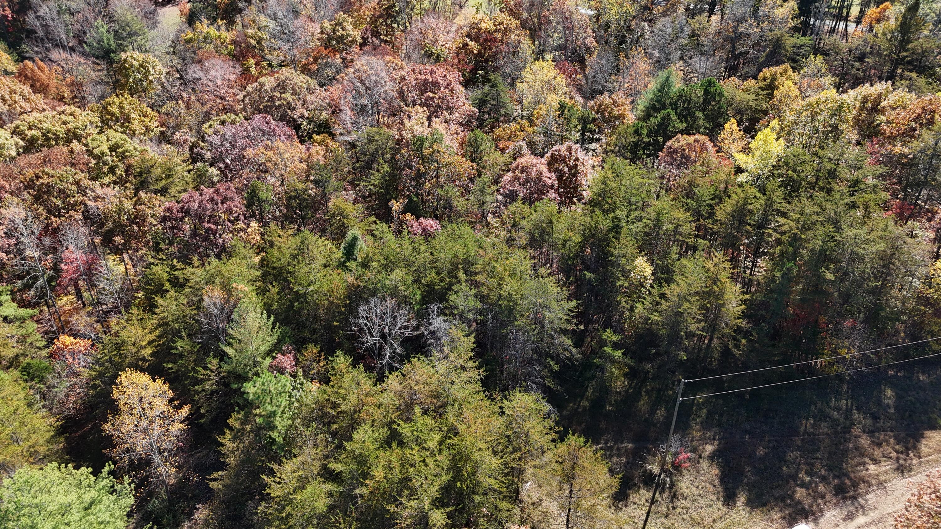 0 Knob Church Road Henry, VA 24102 - Photo 8 of 12 a view of a forest with a tree