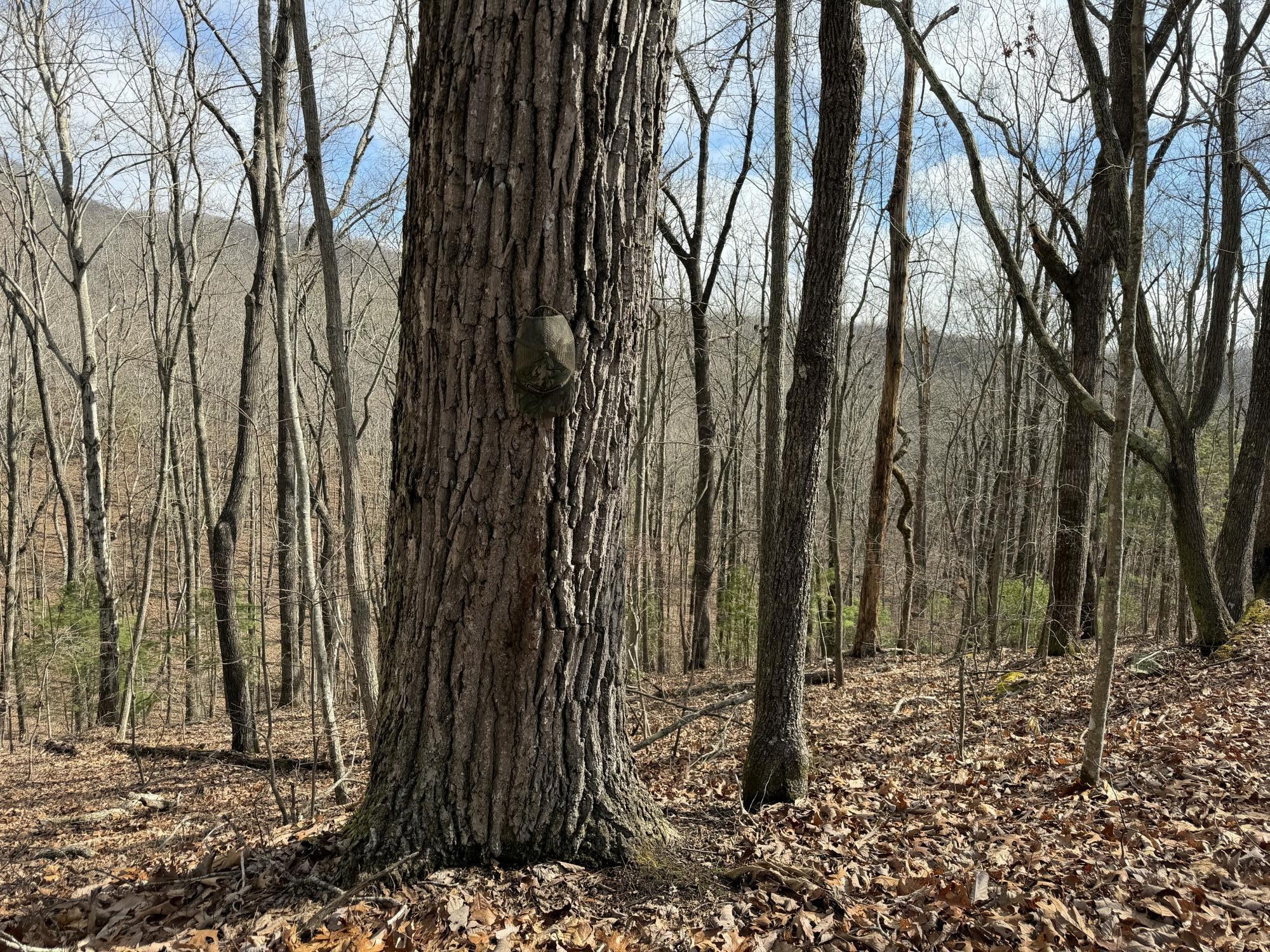 0 Grouse Ridge Road Harriman, TN 37748 - Photo 9 of 15 Gallery Image 9