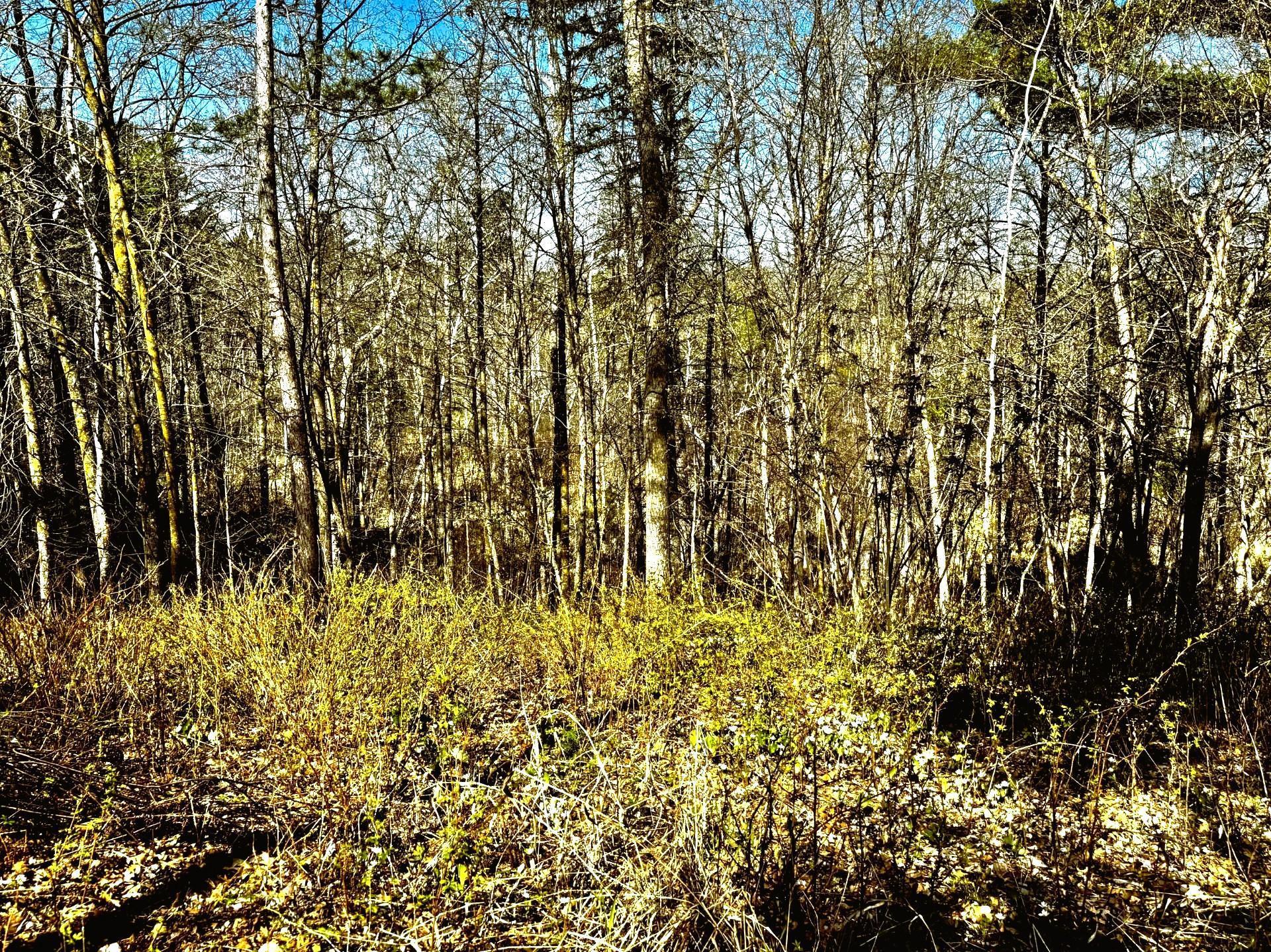 Tbd Rognaldson Road Brainerd, MN 56401 - Photo 14 of 15