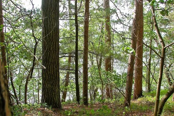 $325,000 | Tbd Rognaldson Road, Brainerd, MN 56401