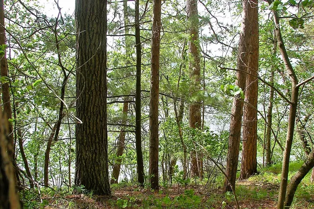 $325,000 | Tbd Rognaldson Road, Brainerd, MN 56401