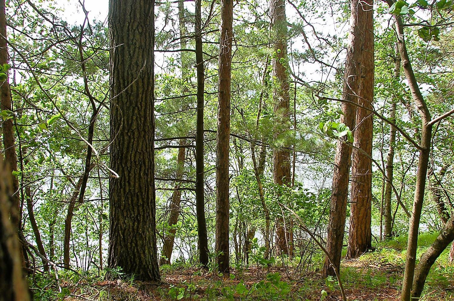 Tbd Rognaldson Road Brainerd, MN 56401 - Photo 3 of 15