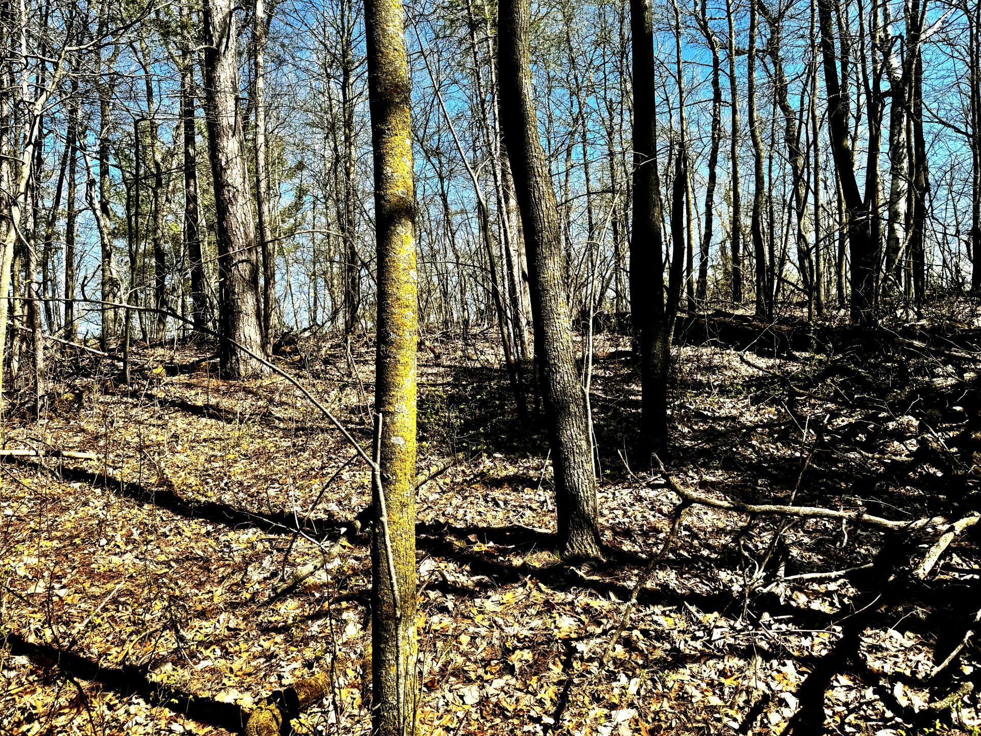 Tbd Rognaldson Road Brainerd, MN 56401 - Photo 4 of 15