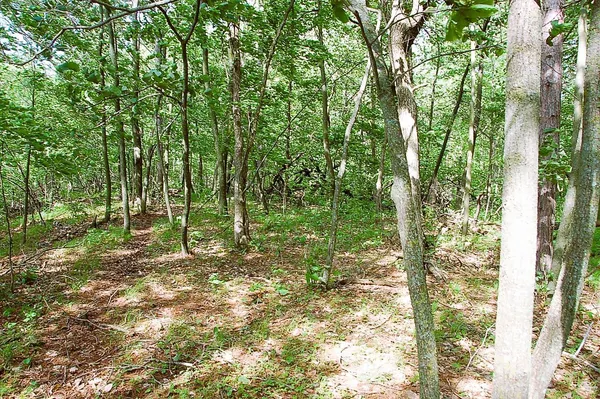$325,000 | Tbd Rognaldson Road, Brainerd, MN 56401