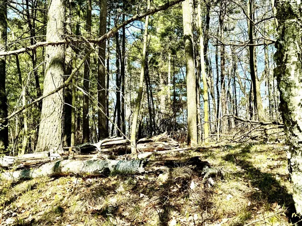 $325,000 | Tbd Rognaldson Road, Brainerd, MN 56401