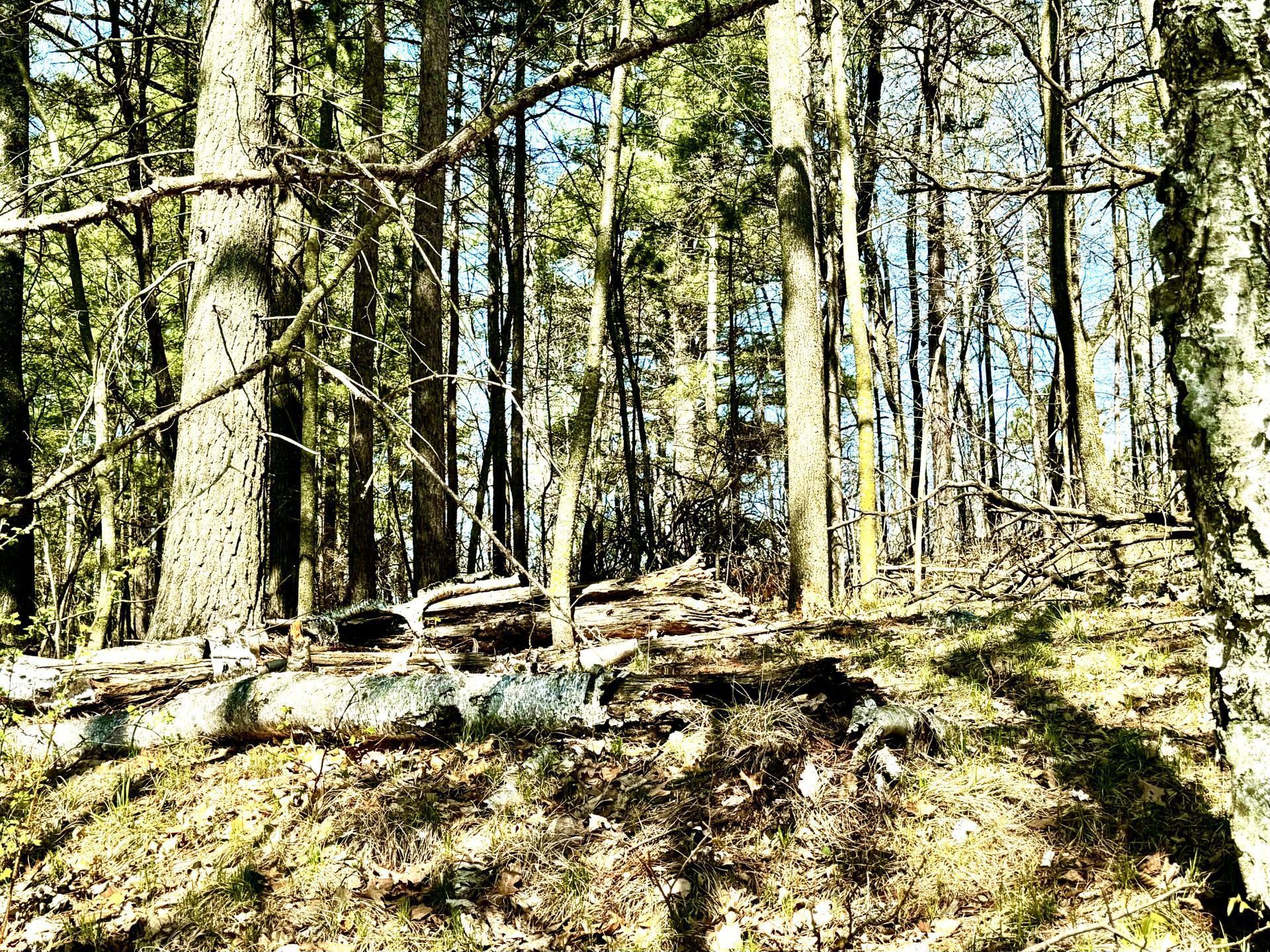 Tbd Rognaldson Road Brainerd, MN 56401 - Photo 6 of 15