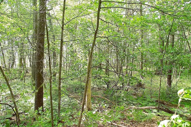 $325,000 | Tbd Rognaldson Road, Brainerd, MN 56401