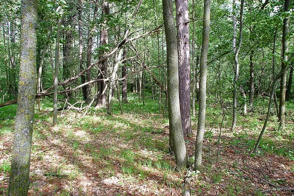 $325,000 | Tbd Rognaldson Road, Brainerd, MN 56401