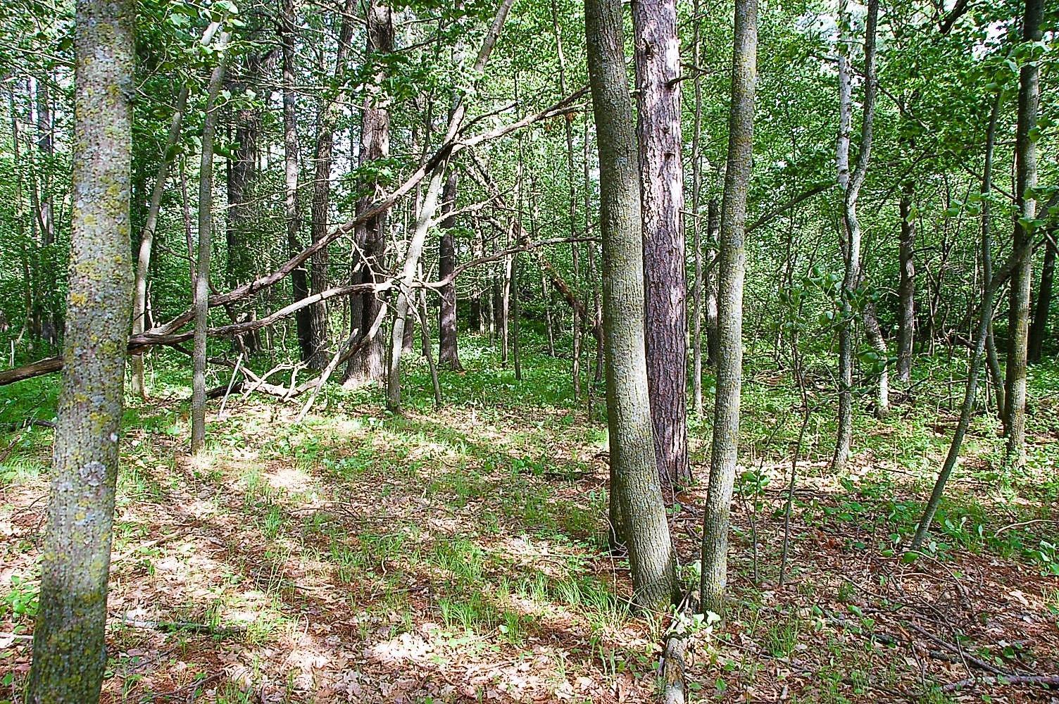 Tbd Rognaldson Road Brainerd, MN 56401 - Photo 8 of 15