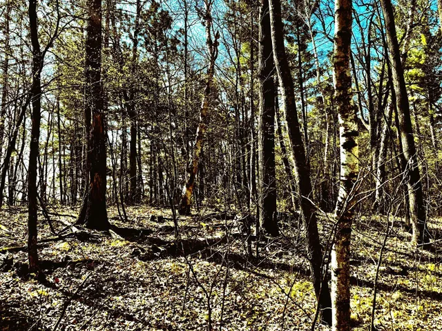 $325,000 | Tbd Rognaldson Road, Brainerd, MN 56401