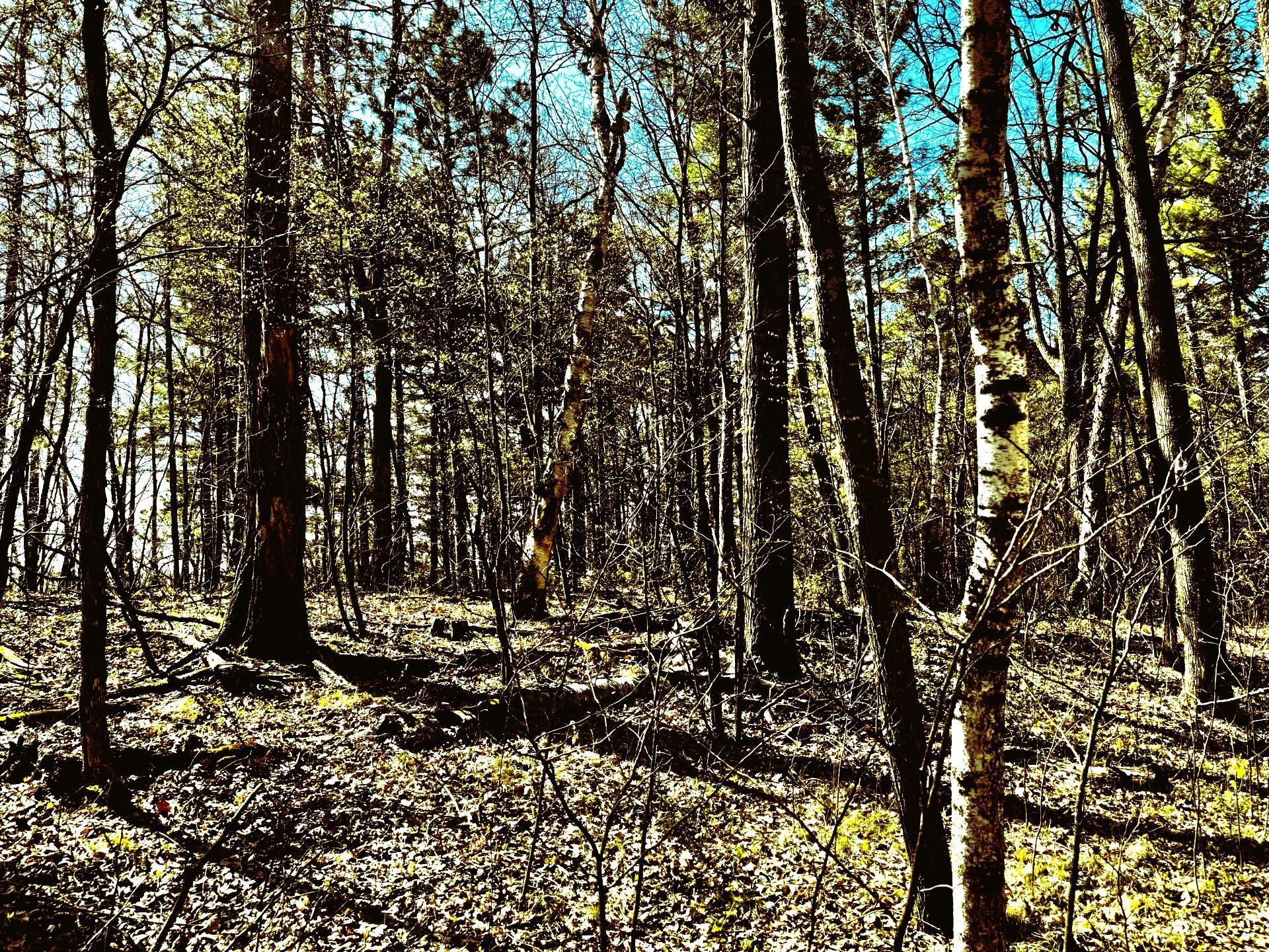 Tbd Rognaldson Road Brainerd, MN 56401 - Photo 9 of 15