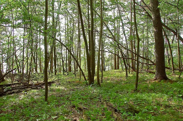 $325,000 | Tbd Rognaldson Road, Brainerd, MN 56401