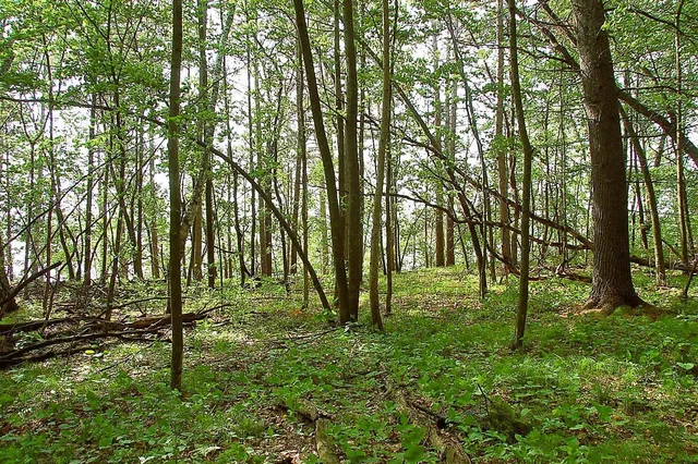 $325,000 | Tbd Rognaldson Road, Brainerd, MN 56401