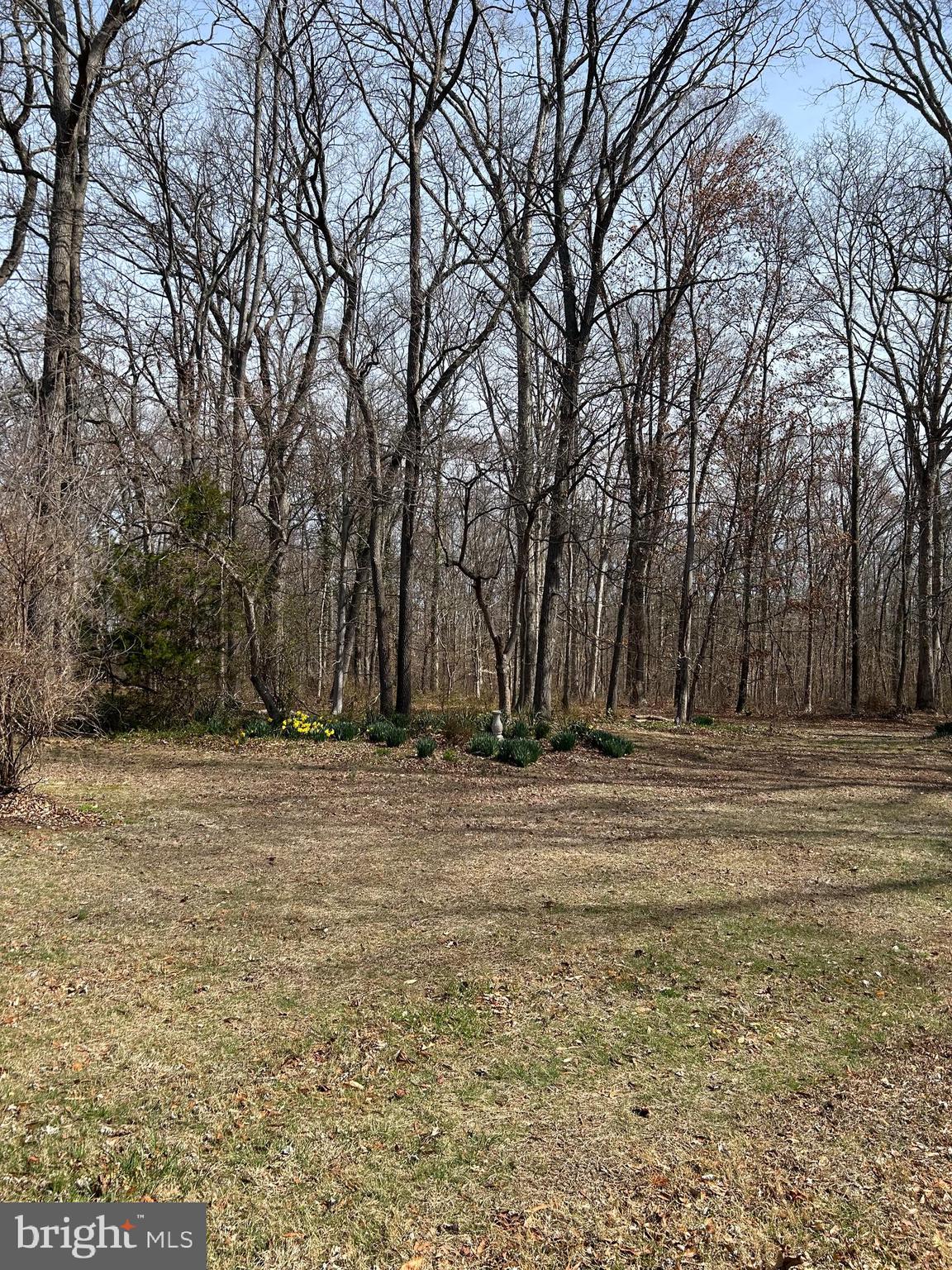 124 Karl Drive Dover, DE 19901 - Photo 6 of 58 a view of a yard with a trees