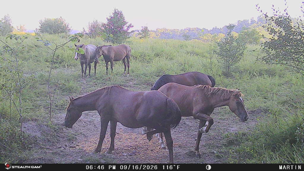 9074 Wolf Creek Road Pilgrim, KY 41250 - Photo 132 of 133 Wild Horses