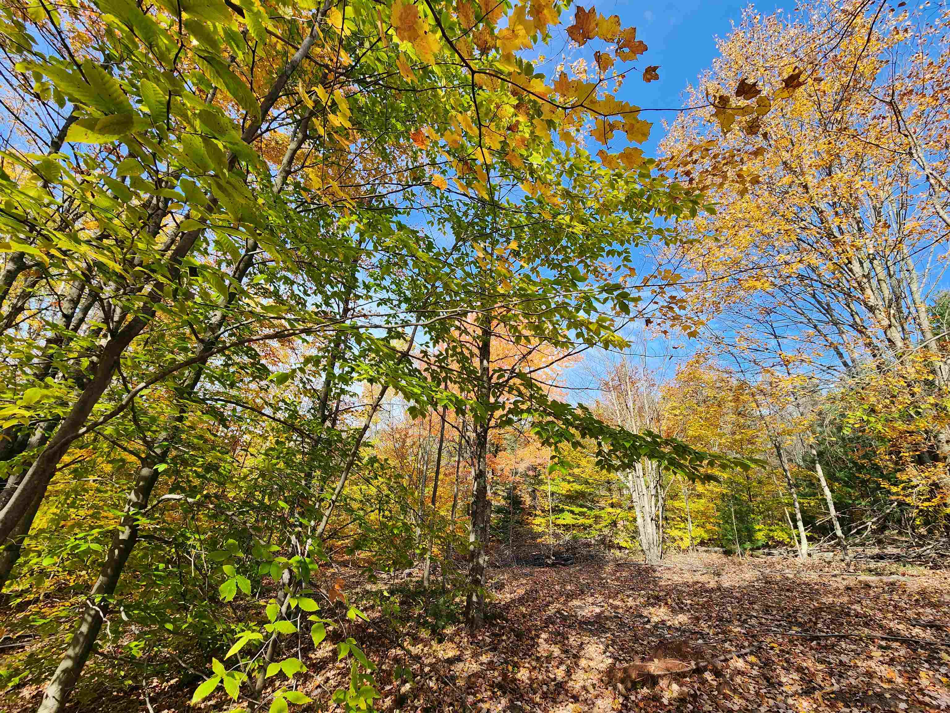 6546 6 Mile Road Benzonia, MI 49616 - Photo 5 of 12 1928330-623731a8-7e30-4e00-bccd-ce2c5ec29fec.JPG