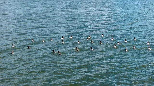 $1,641,600 | 33060 County Line Road, Sumner, TX 75486