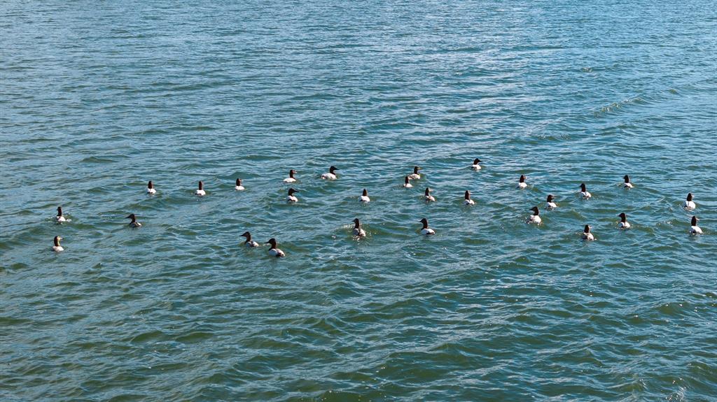 33060 County Line Road Sumner, TX 75486 - Photo 15 of 40