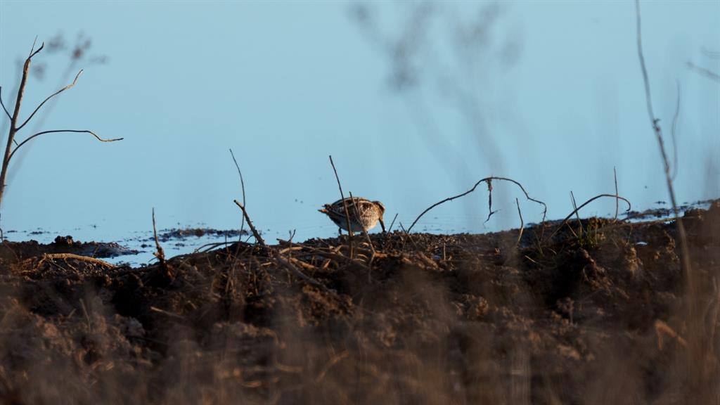 33060 County Line Road Sumner, TX 75486 - Photo 16 of 40