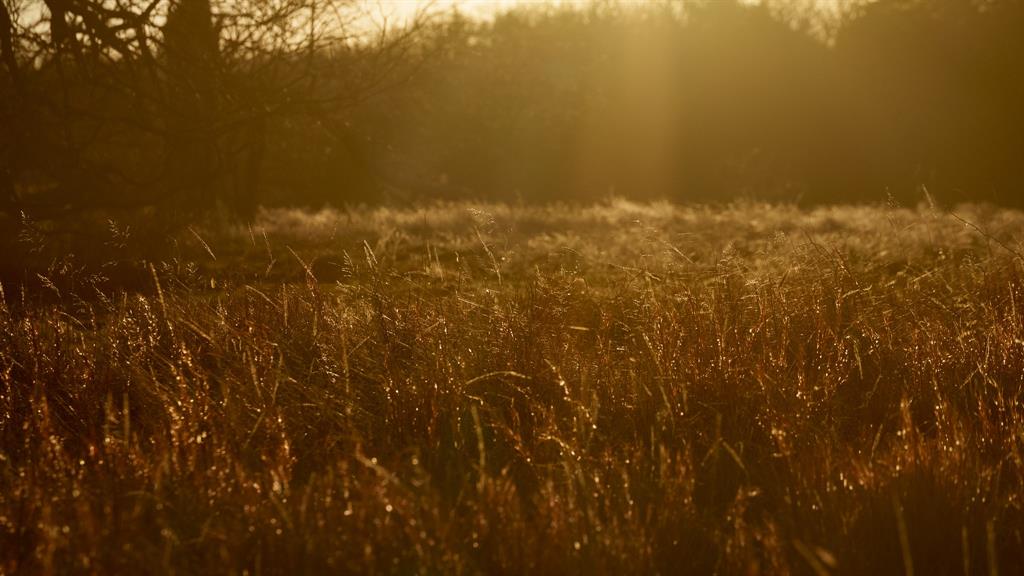 33060 County Line Road Sumner, TX 75486 - Photo 28 of 40