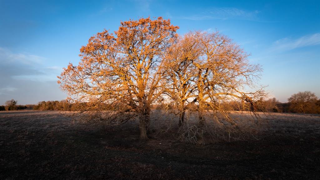 33060 County Line Road Sumner, TX 75486 - Photo 7 of 40