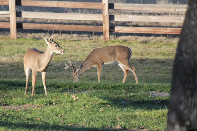 $4,995,000 | 891 Private Road 8454, Palestine, TX 75803