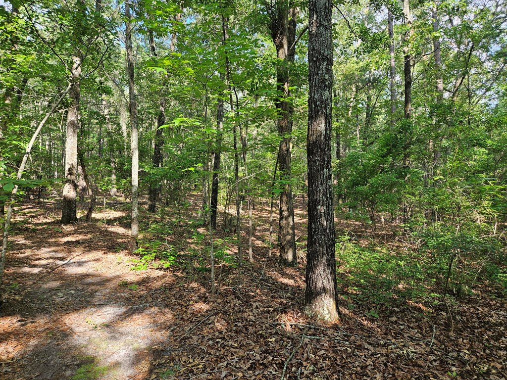 Tbd Stukes Road Summerton, SC 29148 - Photo 8 of 20