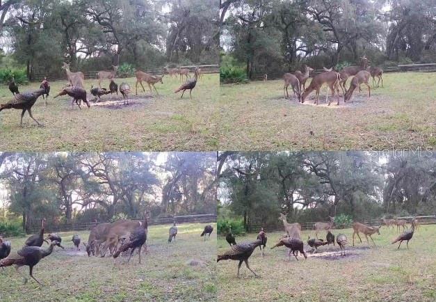 10820 Southwest 31st Way Webster, FL 33597 - Photo 35 of 37 a view of a yard with a tree