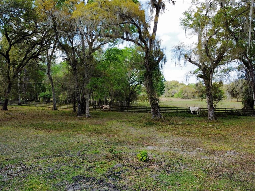 10820 Southwest 31st Way Webster, FL 33597 - Photo 10 of 37 a view of a tree in a yard
