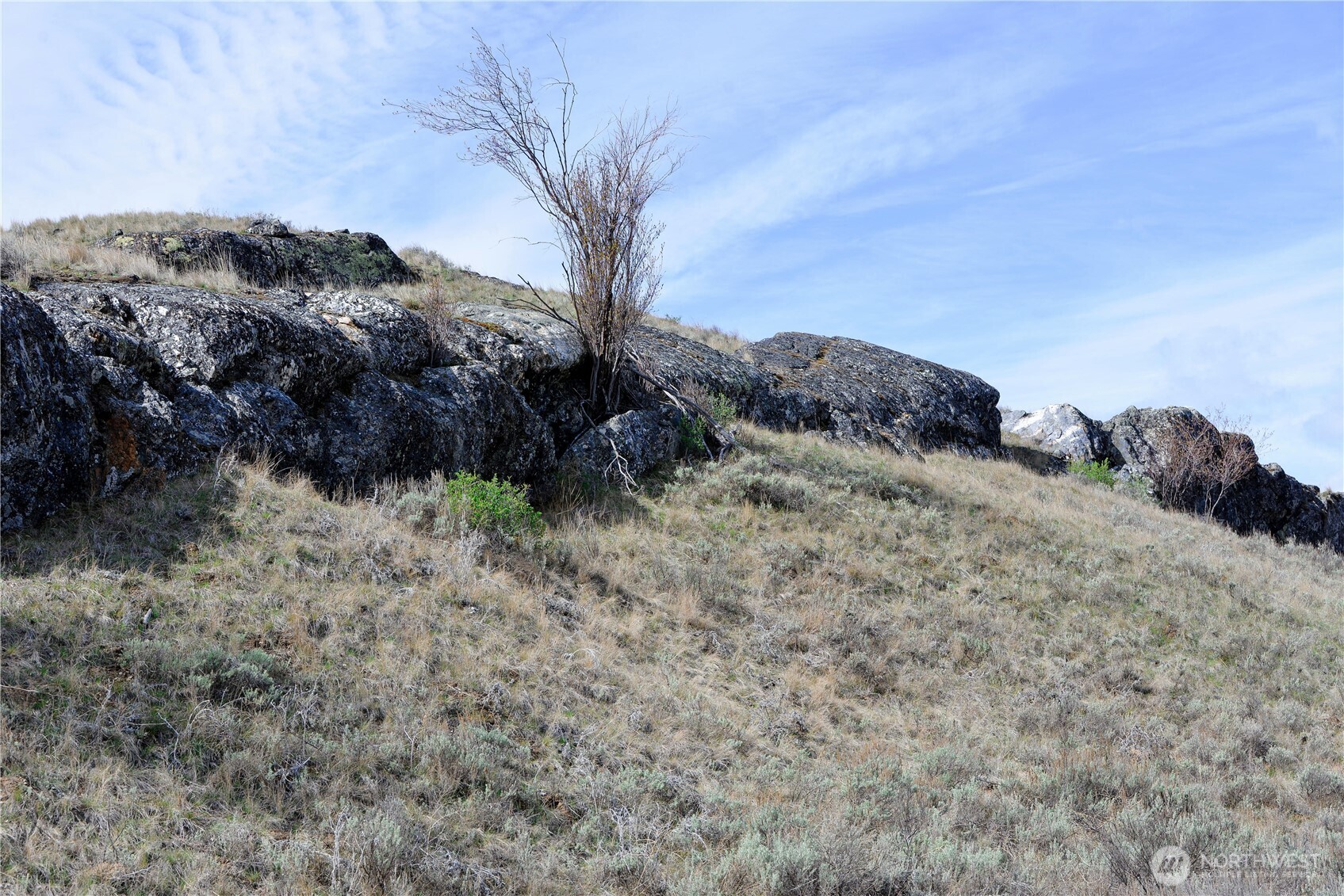 -xxx Emily Road Tonasket, WA 98855 - Photo 17 of 31 a view of a dry field with trees in the background