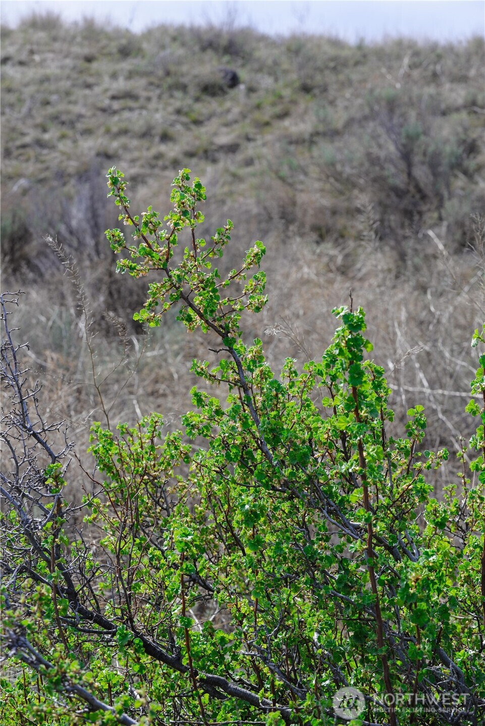 -xxx Emily Road Tonasket, WA 98855 - Photo 18 of 31 a view of a garden with a plant