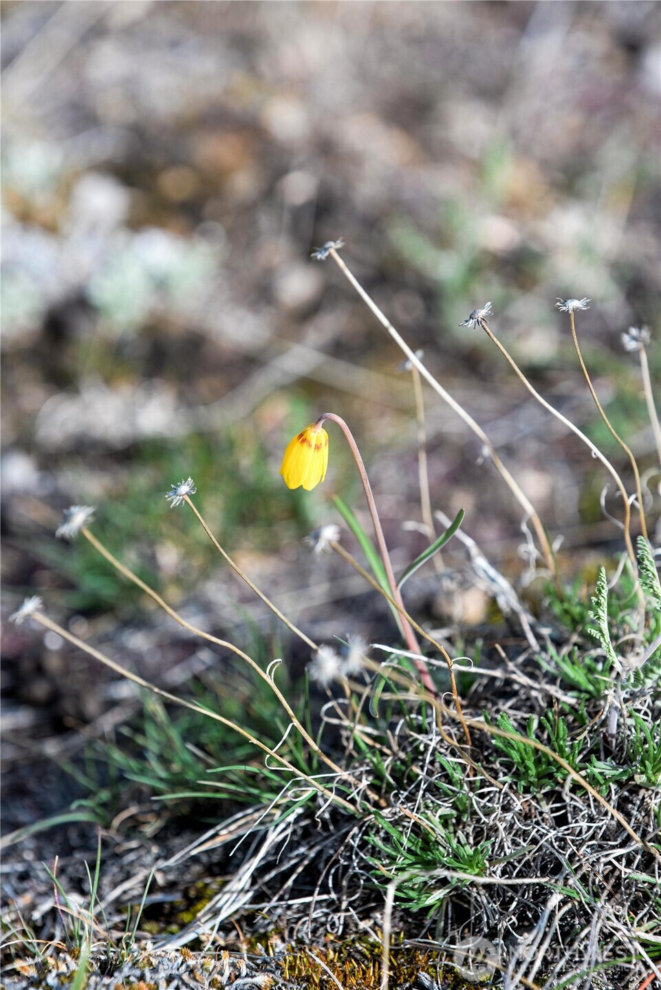 -xxx Emily Road Tonasket, WA 98855 - Photo 9 of 31 a view of a yard