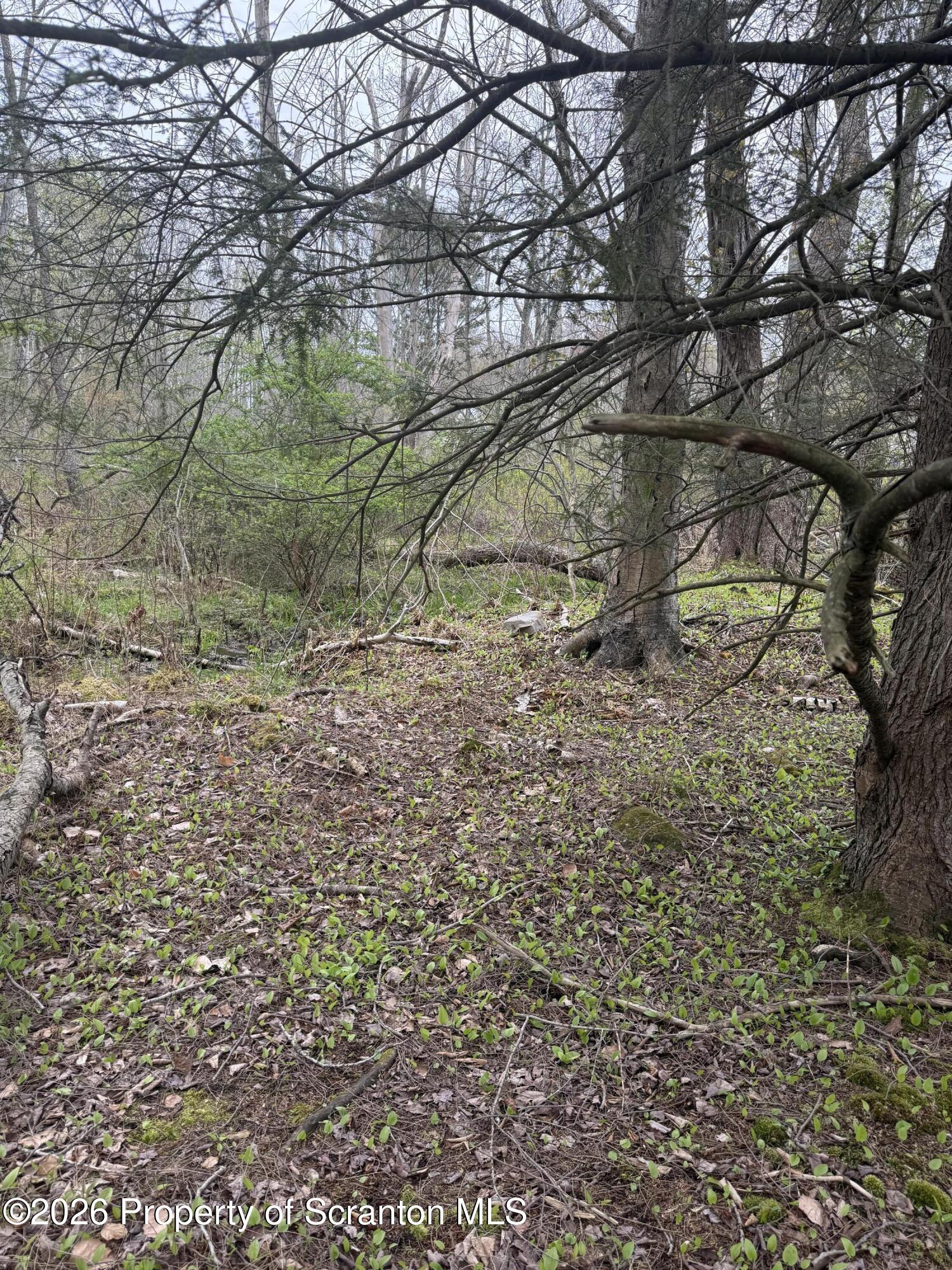 502 Rear Moscow, PA 18444 - Photo 5 of 14 a backyard of a house with lots of green space
