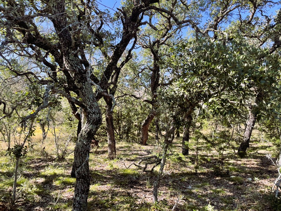 1276 Fm 574 Street West Mullin, TX 76864 - Photo 2 of 40 a view of tree