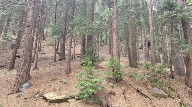 a view of a forest with trees