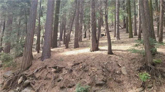 a view of large trees with trees in the background
