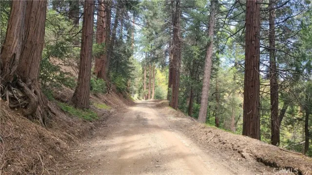 a view of a forest with trees in the background