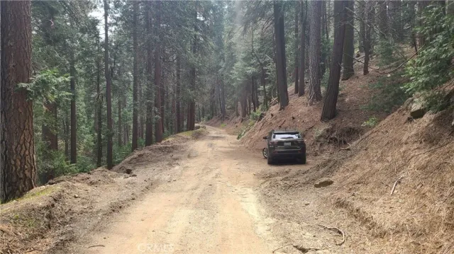 a view of a yard with trees