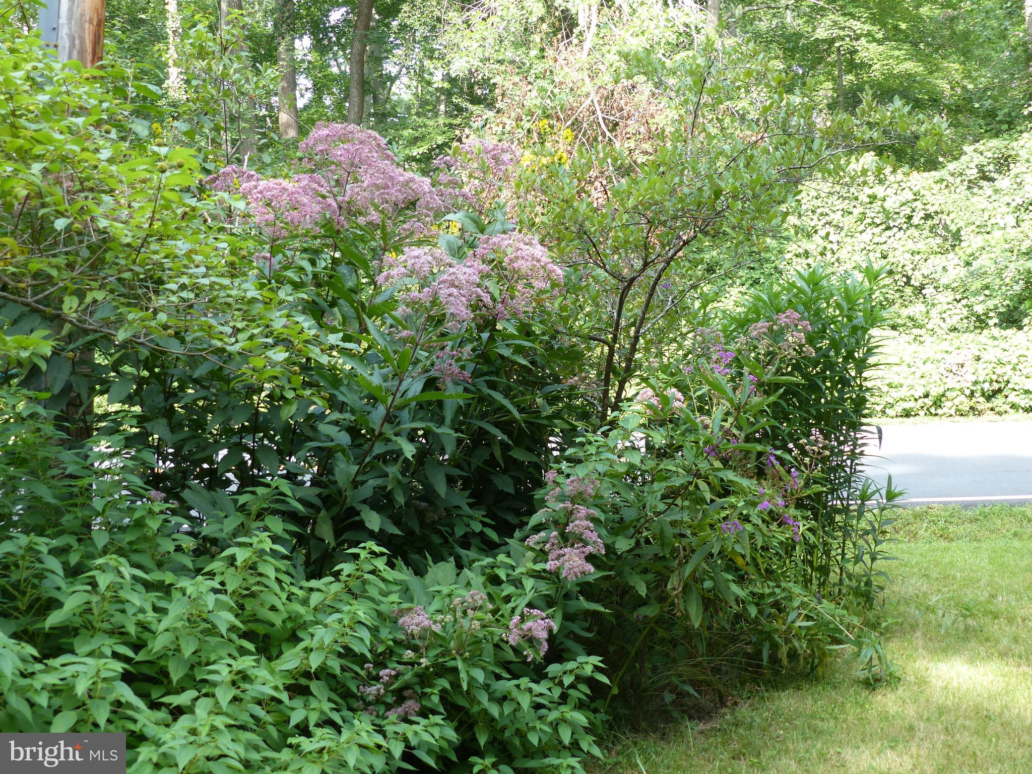 2205 Paul Spring Road Alexandria, VA 22307 - Photo 107 of 131 a view of a garden with plants and wooden fence