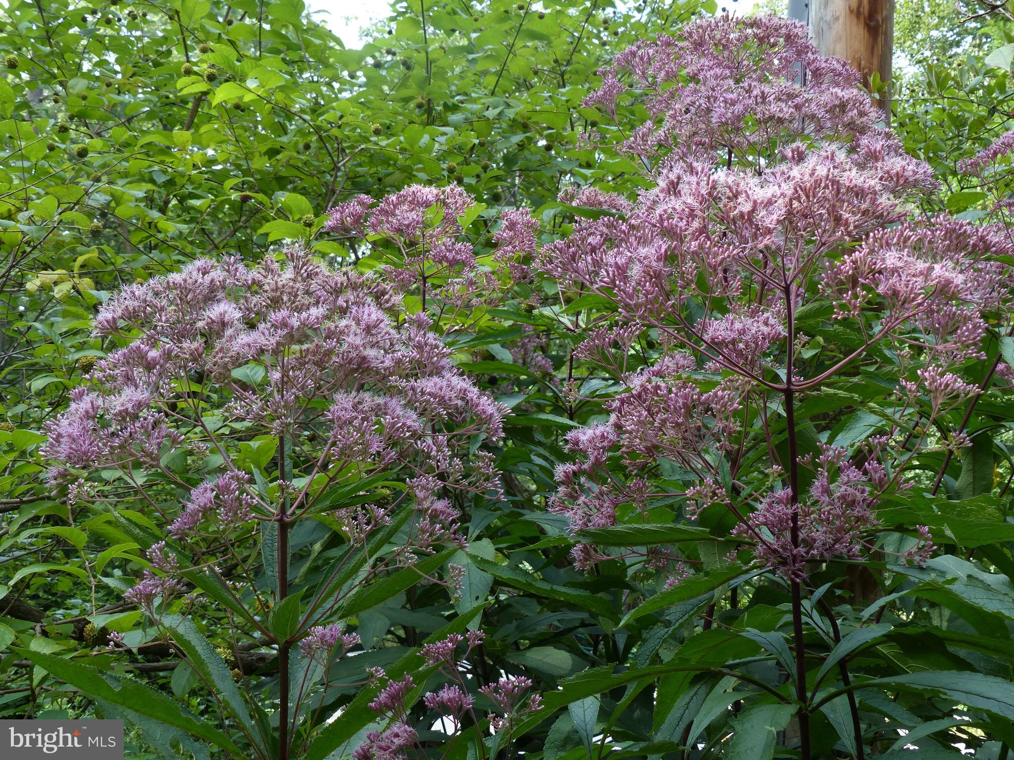 2205 Paul Spring Road Alexandria, VA 22307 - Photo 108 of 131