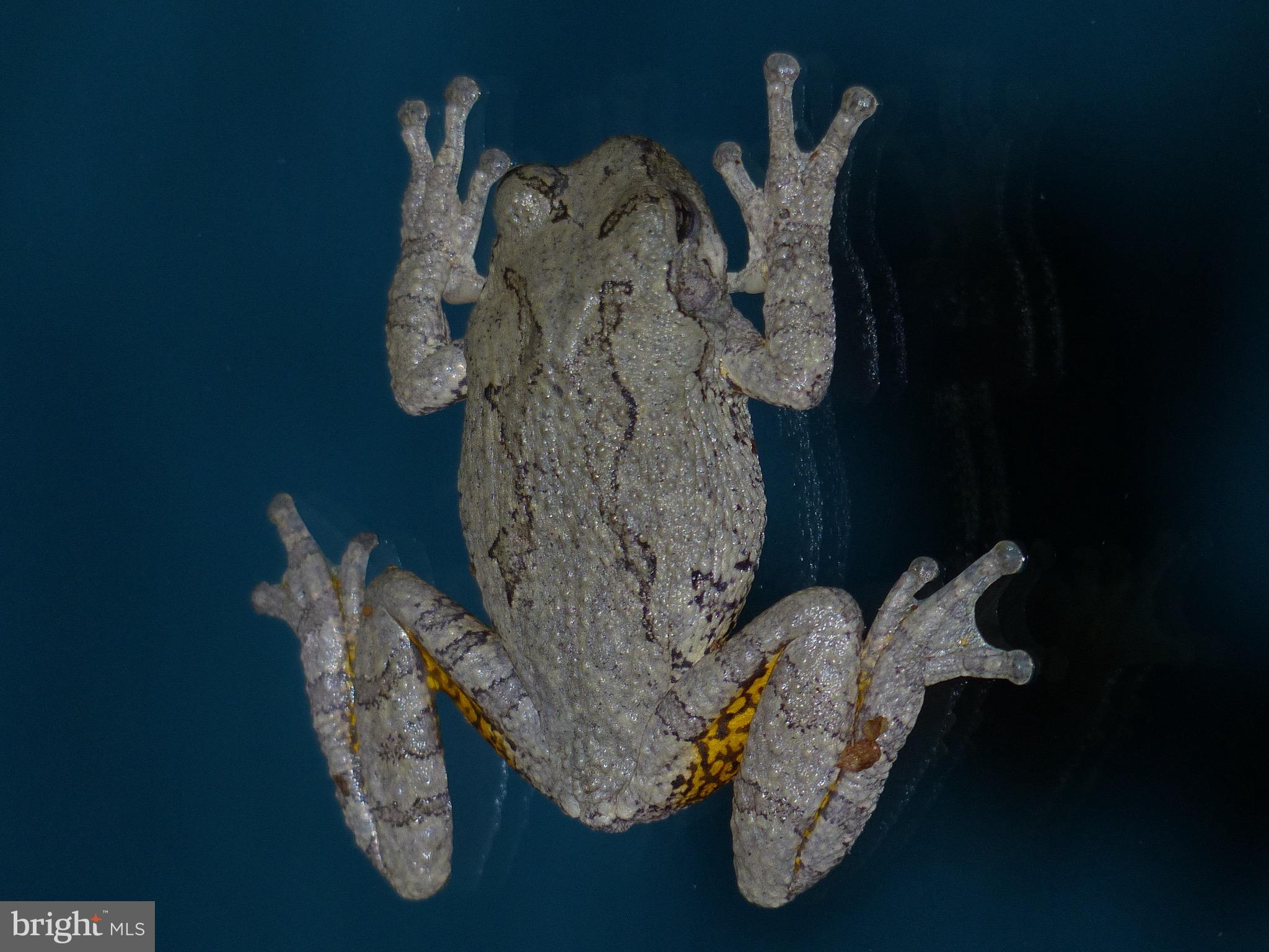 2205 Paul Spring Road Alexandria, VA 22307 - Photo 109 of 131