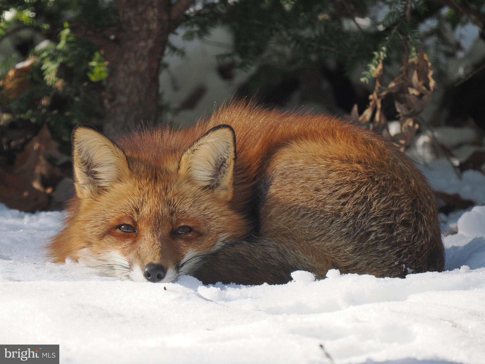 2205 Paul Spring Road Alexandria, VA 22307 - Photo 110 of 131