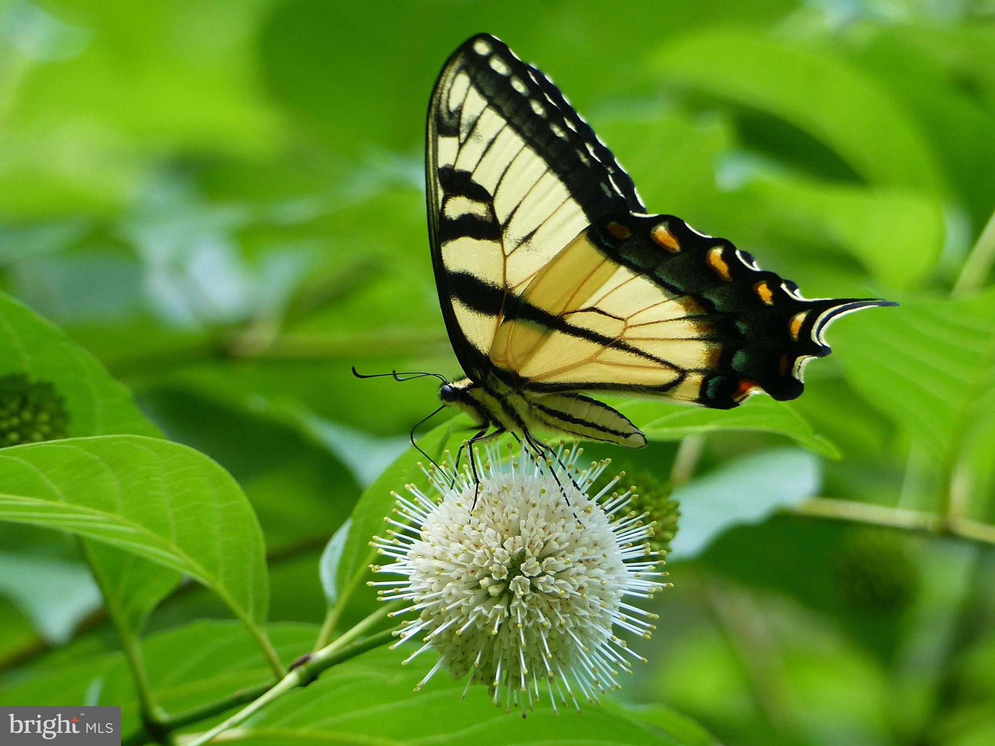 2205 Paul Spring Road Alexandria, VA 22307 - Photo 111 of 131