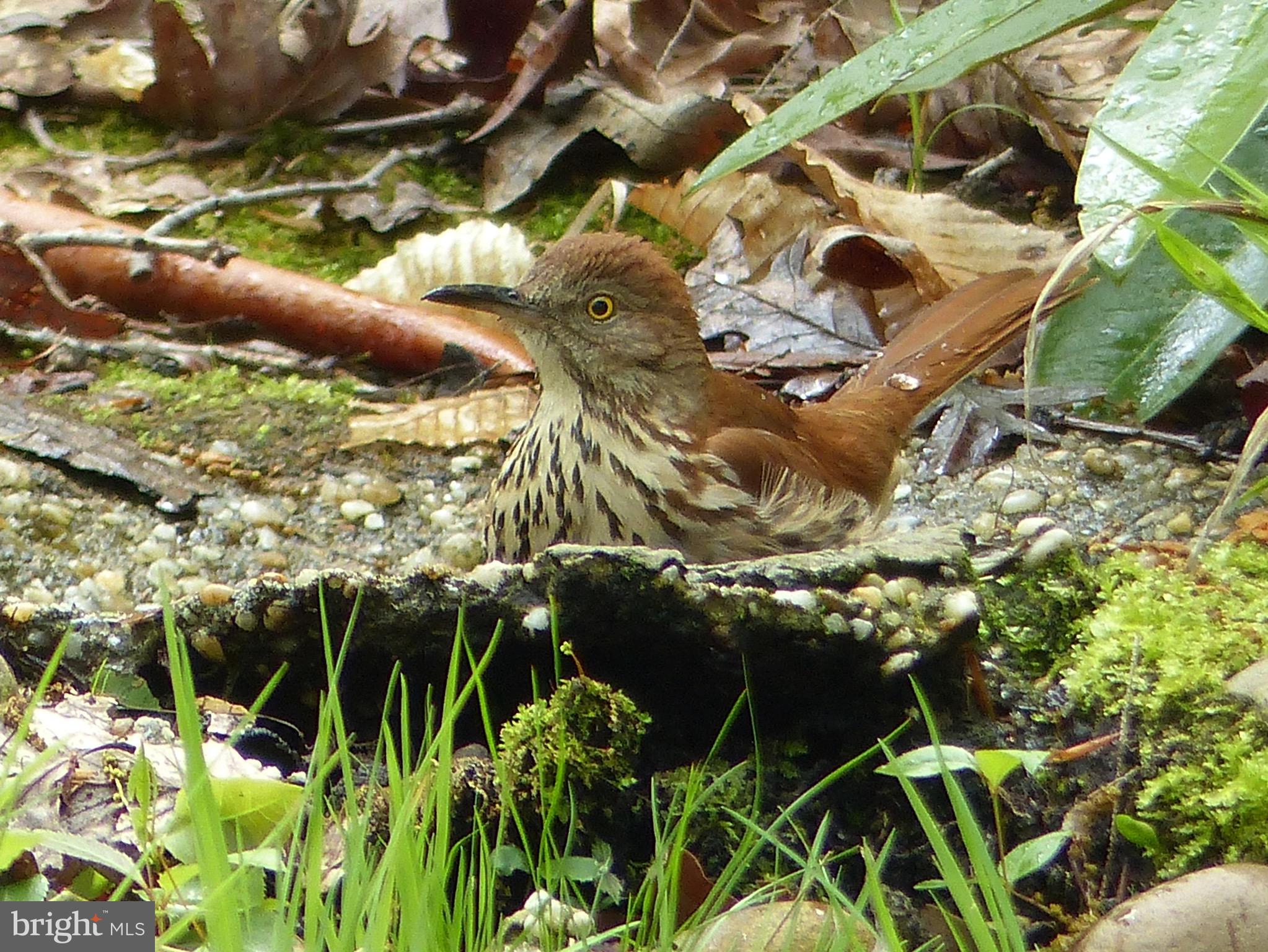 2205 Paul Spring Road Alexandria, VA 22307 - Photo 112 of 131