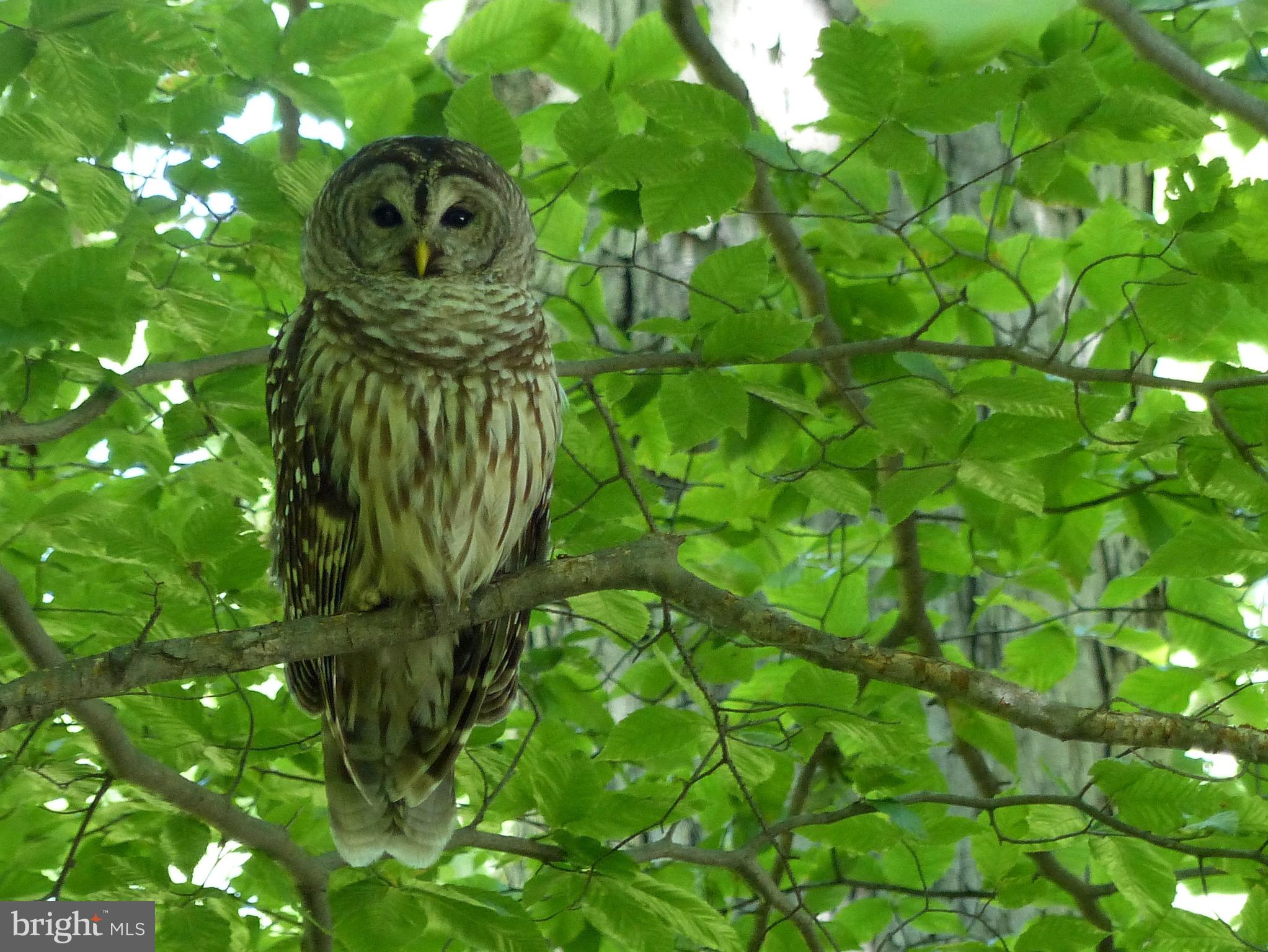 2205 Paul Spring Road Alexandria, VA 22307 - Photo 113 of 131 a close up of a plant in a garden