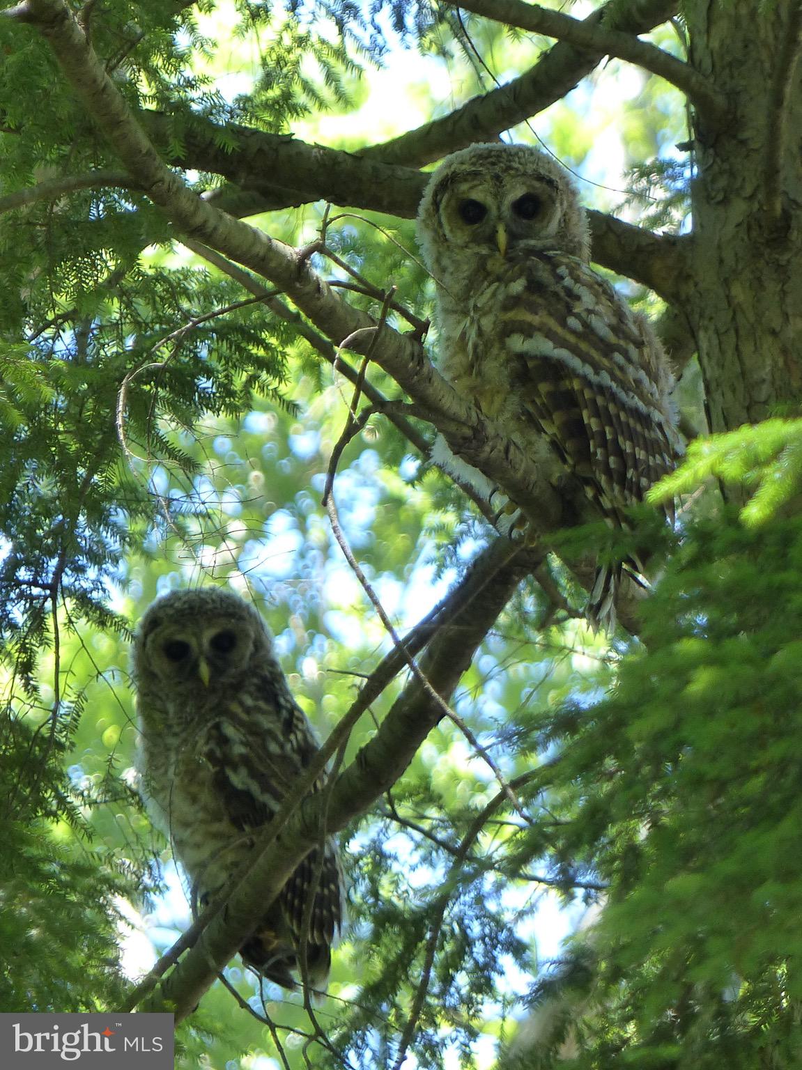 2205 Paul Spring Road Alexandria, VA 22307 - Photo 114 of 131 a close up of a tree in a garden
